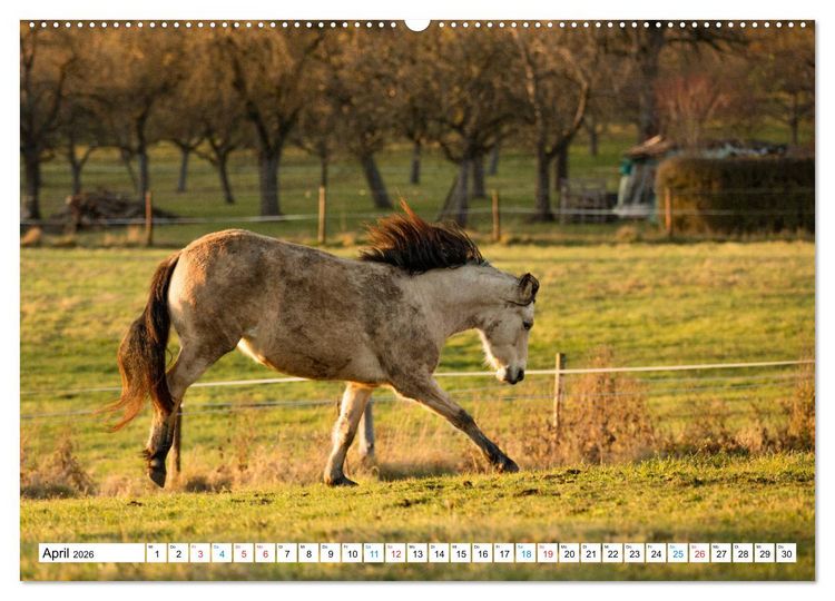 Produktbild: Durch das Jahr mit dem Connemara Pony Holly (hochwertiger Premium Wandkalender 2026 DIN A2 quer), Kunstdruck in Hochglanz