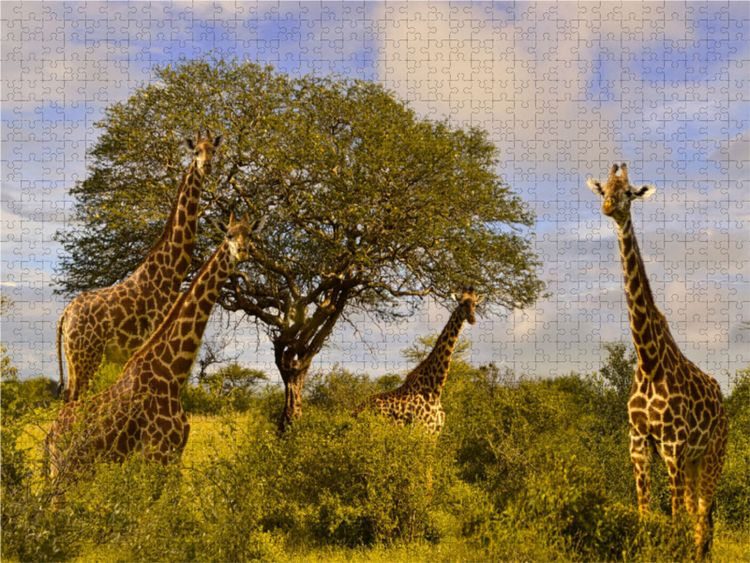 Produktbild: CALVENDO Puzzle Giraffenherde an einem Baum | 1000 Teile Lege-Gr&ouml;&szlig;e 64x48cm Foto-Puzzle f&uuml;r gl&uuml;ckliche Stunden
