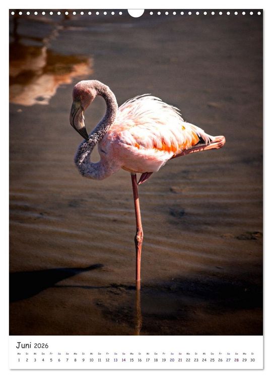 Produktbild: Wildlife - Die Tierwelt der Galapagos Inseln (Wandkalender 2026 DIN A3 hoch), CALVENDO Monatskalender