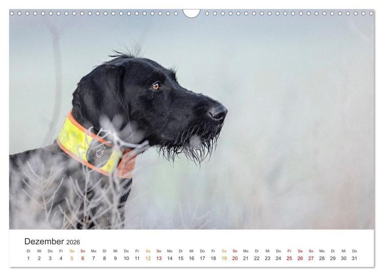 Produktbild: Treue Jagdgef&auml;hrten - Jagdhunderassen im Portrait (Wandkalender 2026 DIN A3 quer), CALVENDO Monatskalender