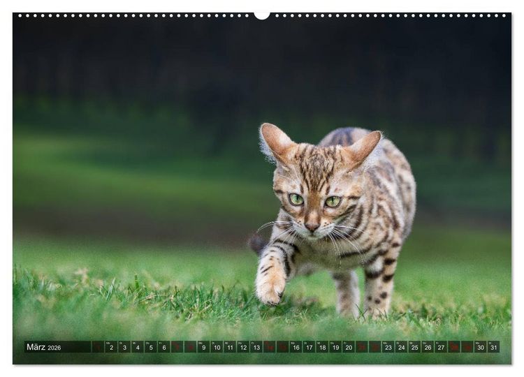 Produktbild: Bengalen Outdoor und Action (hochwertiger Premium Wandkalender 2026 DIN A2 quer), Kunstdruck in Hochglanz