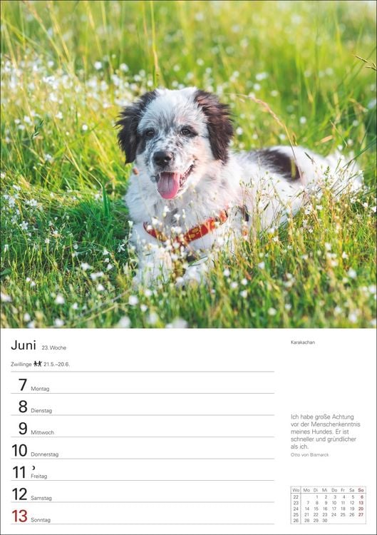 Produktbild: Hunde Wochenplaner 2027 - 53 faszinierende Fotografien
