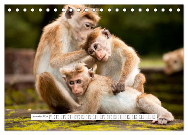 Produktbild: Asien - Sri Lanka (Tischkalender 2026 DIN A5 quer), CALVENDO Monatskalender
