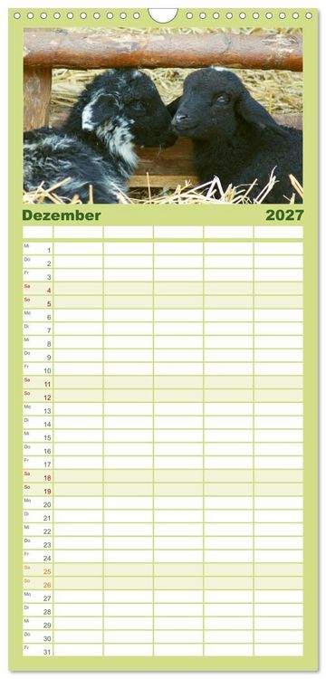Produktbild: Familienplaner 2027 - Das Leben der Schafe mit 5 Spalten (Wandkalender, 21 x 45 cm) CALVENDO