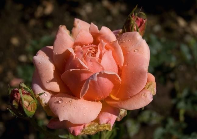 Produktbild: Madeiras Blumenwelt (Tischaufsteller DIN A5 quer)