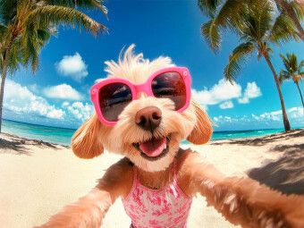 Produktbild: CALVENDO Puzzle Aloha auf vier Pfoten | 1000 Teile Lege-Gr&ouml;&szlig;e 64x48cm Foto-Puzzle f&uuml;r gl&uuml;ckliche Stunden