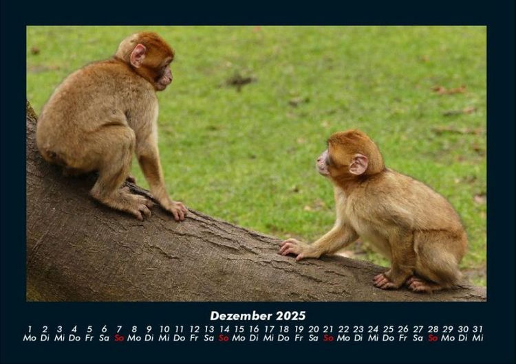 Produktbild: Welt der Affen 2025 Fotokalender DIN A4