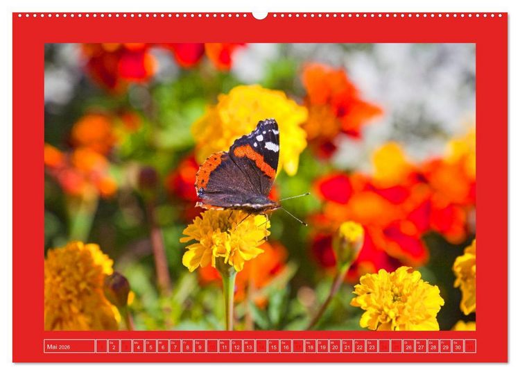 Produktbild: Wir sind die Stars im Garten (Wandkalender 2026 DIN A2 quer), CALVENDO Monatskalender
