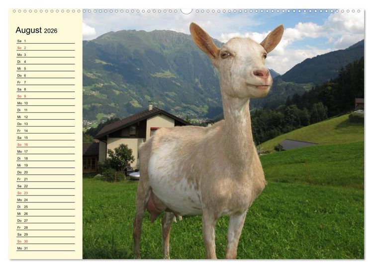 Produktbild: Ziegen. Lustige Ausbruchsk&uuml;nstler (hochwertiger Premium Wandkalender 2026 DIN A2 quer), Kunstdruck in Hochglanz