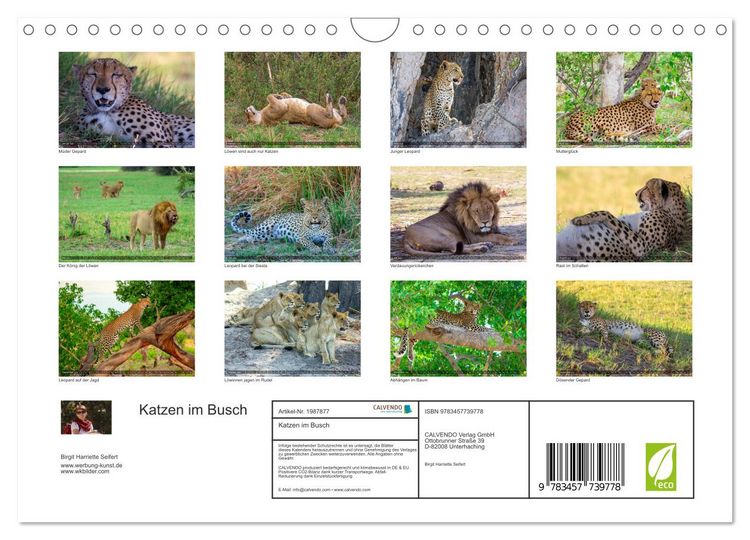 Produktbild: Katzen im Busch (Wandkalender 2026 DIN A4 quer), CALVENDO Monatskalender