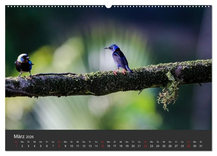Produktbild: Costa Rica 2026 Exotische Vogelwelt (Wandkalender 2026 DIN A2 quer), CALVENDO Monatskalender