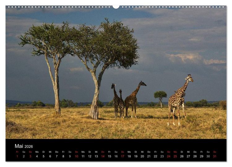 Produktbild: GIRAFFEN - Liebliche Riesen der afrikanischen Savanne (Wandkalender 2026 DIN A2 quer), CALVENDO Monatskalender