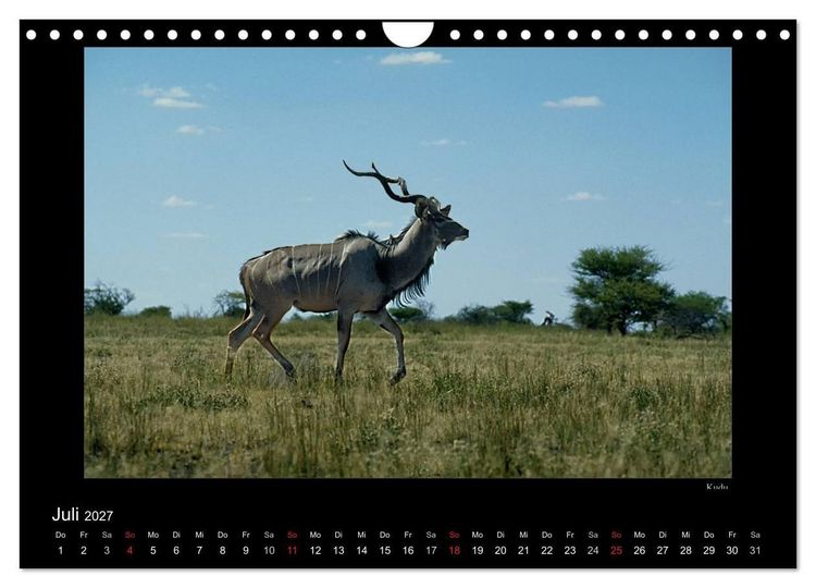 Produktbild: Wildtiere im Etosha Nationalpark (Wandkalender 2027 DIN A4 quer), CALVENDO Monatskalender