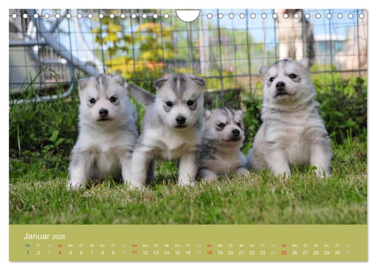 Produktbild: Husky Welpen (Wandkalender 2026 DIN A4 quer), CALVENDO Monatskalender
