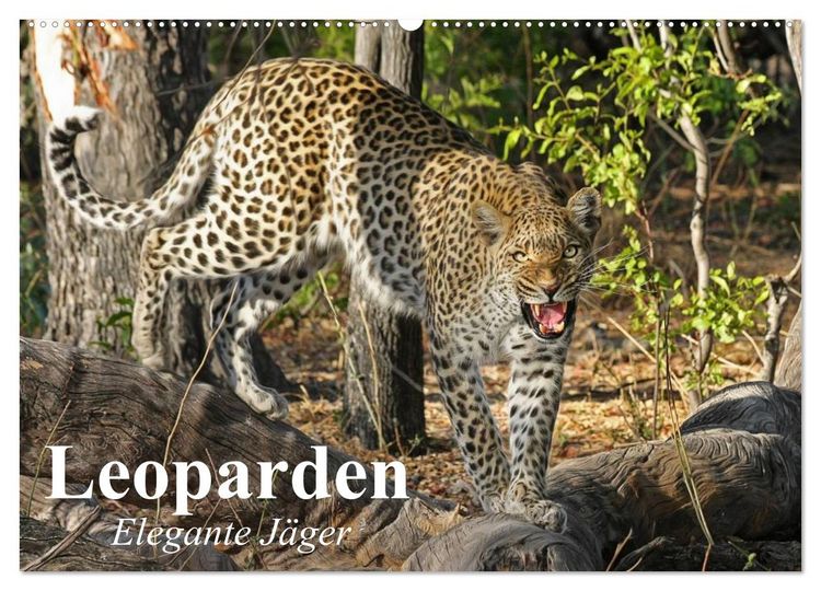 Produktbild: Leoparden. Elegante J&auml;ger (Wandkalender 2026 DIN A2 quer), CALVENDO Monatskalender