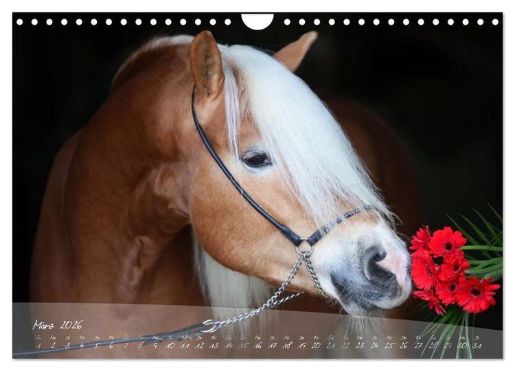Produktbild: Haflinger-Pferde in Reinzucht (Wandkalender 2026 DIN A4 quer), CALVENDO Monatskalender