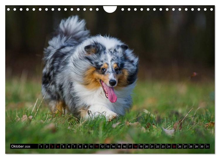 Produktbild: Traumhund Sheltie (Wandkalender 2026 DIN A4 quer), CALVENDO Monatskalender