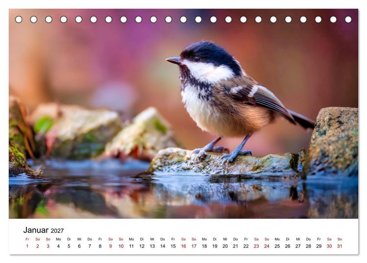 Produktbild: Federleicht - Das geheime Leben der Meisen (Tischkalender 2027 DIN A5 quer), CALVENDO Monatskalender