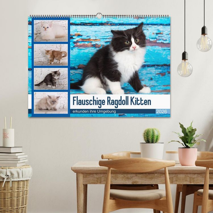 Produktbild: Flauschige Ragdoll Kitten (Wandkalender 2026 DIN A2 quer), CALVENDO Monatskalender