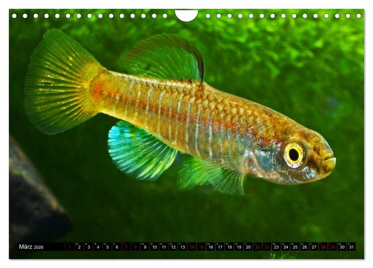 Produktbild: Outdoor-Aquaristik (Wandkalender 2026 DIN A4 quer), CALVENDO Monatskalender