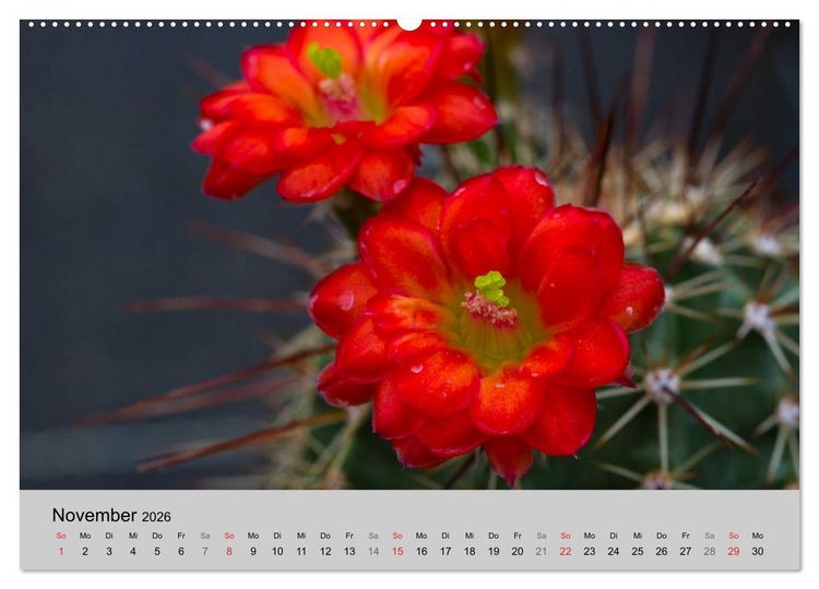Produktbild: Bl&uuml;tensymphonie - Kakteen und Sukkulenten (Wandkalender 2026 DIN A2 quer), CALVENDO Monatskalender