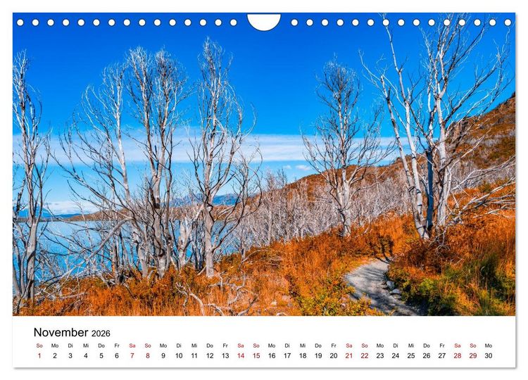 Produktbild: W&auml;lder: die letzte Zuflucht f&uuml;r die Wildnis (Wandkalender 2026 DIN A4 quer), CALVENDO Monatskalender