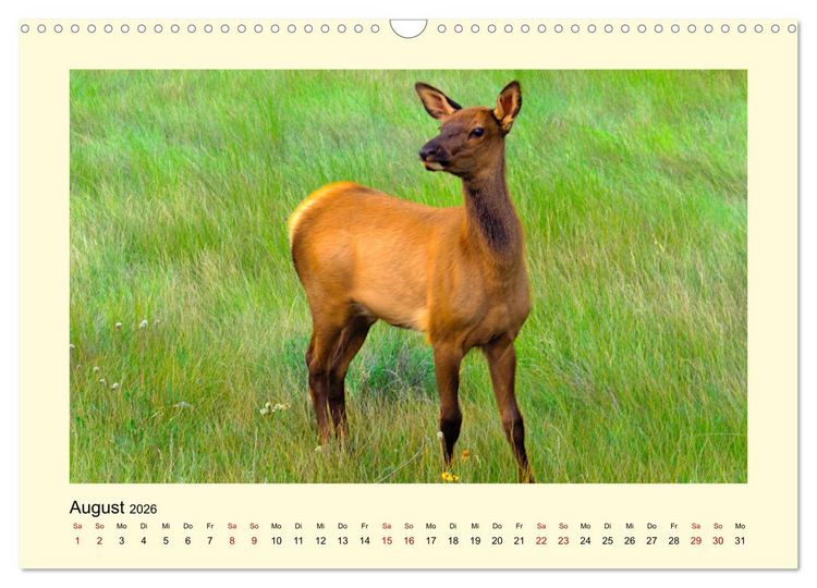 Produktbild: Wild, aber knuffig! (Wandkalender 2026 DIN A3 quer), CALVENDO Monatskalender
