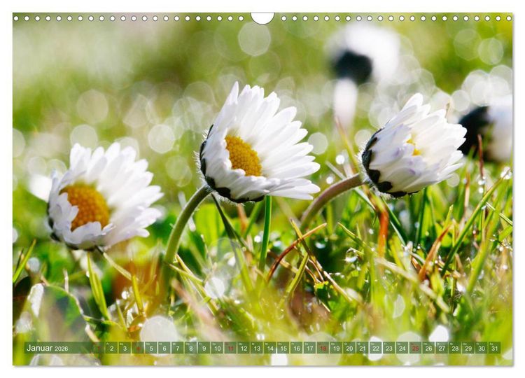 Produktbild: Beschwingte Blumenwelt (Wandkalender 2026 DIN A3 quer), CALVENDO Monatskalender