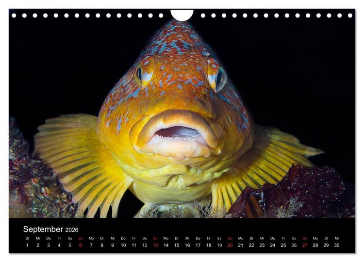 Produktbild: Unterwasser (Wandkalender 2026 DIN A4 quer), CALVENDO Monatskalender