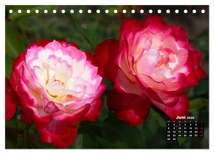 Produktbild: Magie der Rosen (Tischkalender 2026 DIN A5 quer), CALVENDO Monatskalender