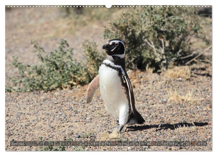 Produktbild: Pinguine in Patagonien (hochwertiger Premium Wandkalender 2026 DIN A2 quer), Kunstdruck in Hochglanz