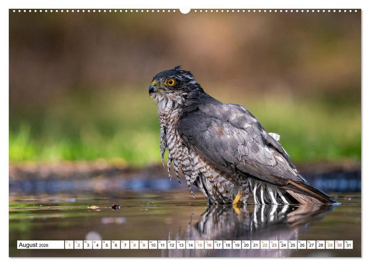 Produktbild: Heimische GREIFV&Ouml;GEL Adler Milan Bussard Weihe Sperber (Wandkalender 2026 DIN A2 quer), CALVENDO Monatskalender