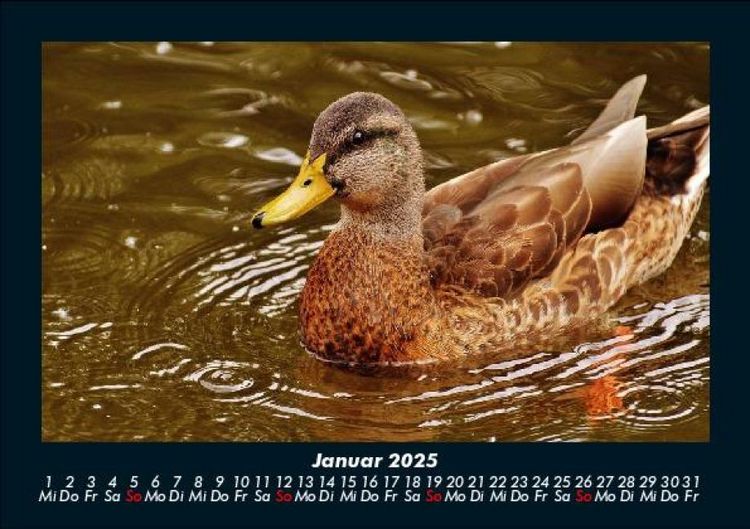 Produktbild: Welt der V&ouml;gel 2025 Fotokalender DIN A5