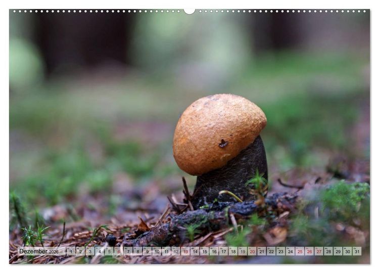 Produktbild: Waldpilz-Impressionen (Wandkalender 2026 DIN A2 quer), CALVENDO Monatskalender