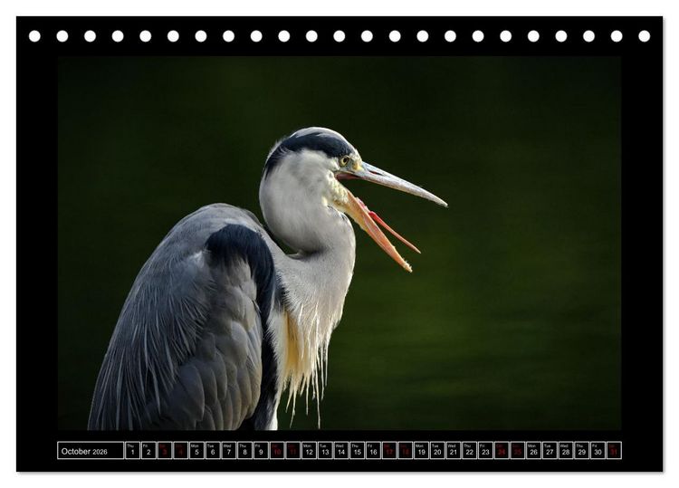 Produktbild: The heron parade (Desk Calendar 2026 DIN A5 landscape), CALVENDO 12 Month DeskCalendar