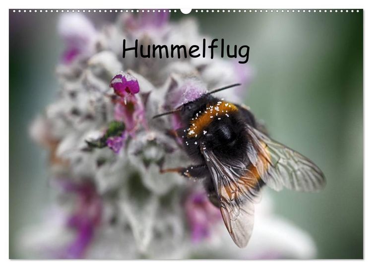 Produktbild: Hummelflug (Wandkalender 2026 DIN A2 quer), CALVENDO Monatskalender