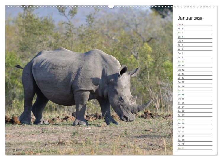 Produktbild: Nash&ouml;rner - Sanfte Riesen (hochwertiger Premium Wandkalender 2026 DIN A2 quer), Kunstdruck in Hochglanz