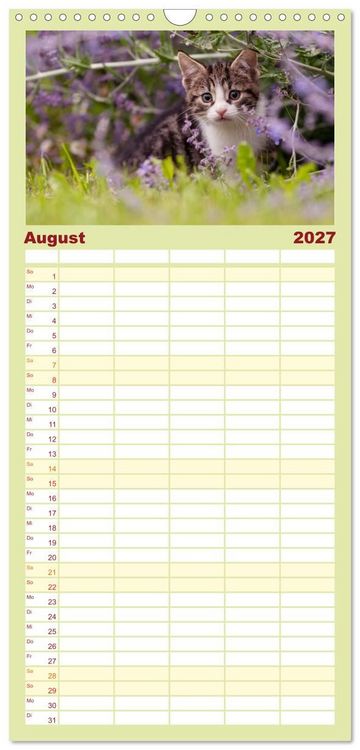 Produktbild: Familienplaner 2027 - Kitten auf Entdeckungsreise mit 5 Spalten (Wandkalender, 21 x 45 cm) CALVENDO