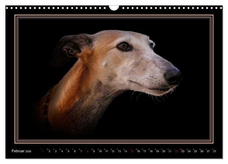 Produktbild: Galgo Espa&ntilde;ol 2026- Der spanische Windhund (Wandkalender 2026 DIN A3 quer), CALVENDO Monatskalender