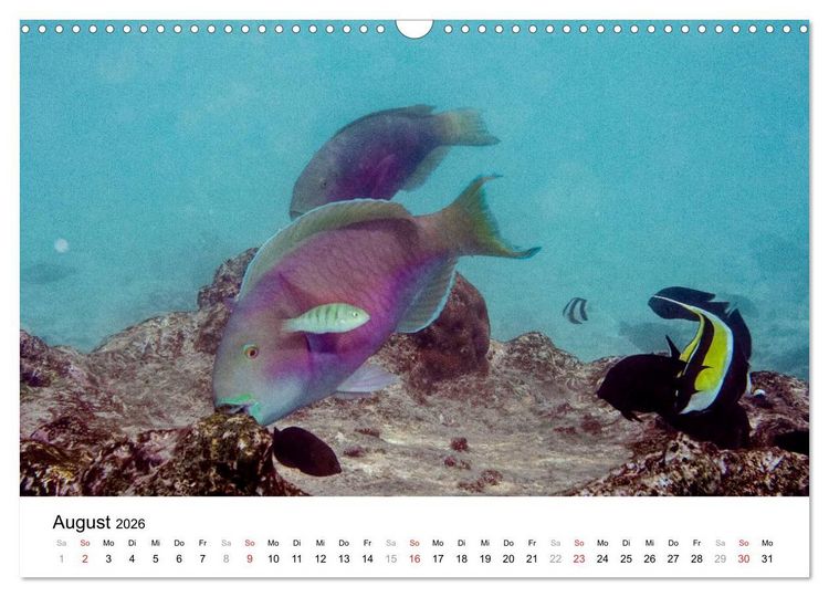 Produktbild: Unterwasserwelt der Malediven I (Wandkalender 2026 DIN A3 quer), CALVENDO Monatskalender