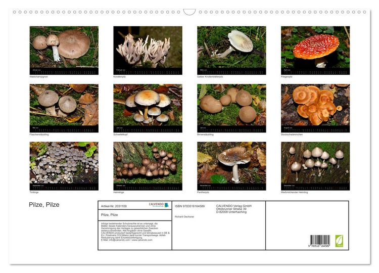 Produktbild: Pilze, Pilze (Wandkalender 2026 DIN A2 quer), CALVENDO Monatskalender