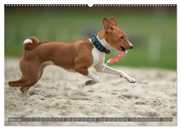 Produktbild: Der Basenji (hochwertiger Premium Wandkalender 2026 DIN A2 quer), Kunstdruck in Hochglanz