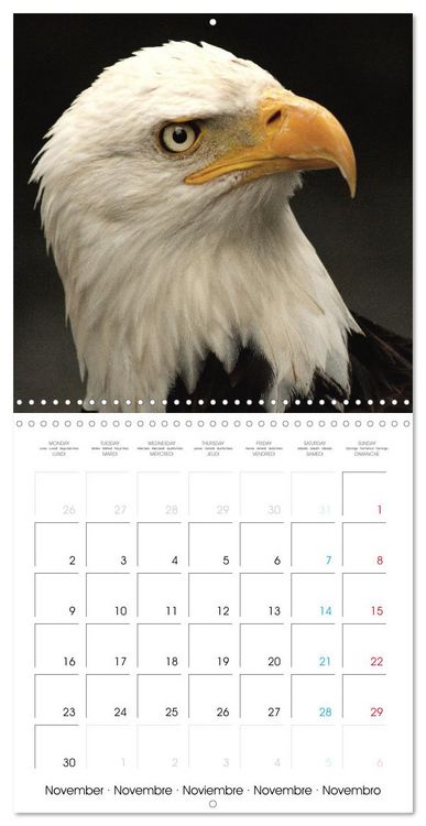 Produktbild: Au gr&eacute; des plumes (Calendrier mural carr&eacute; 2026 30x30 cm) Calendrier double avec une page pour vos prises de notes