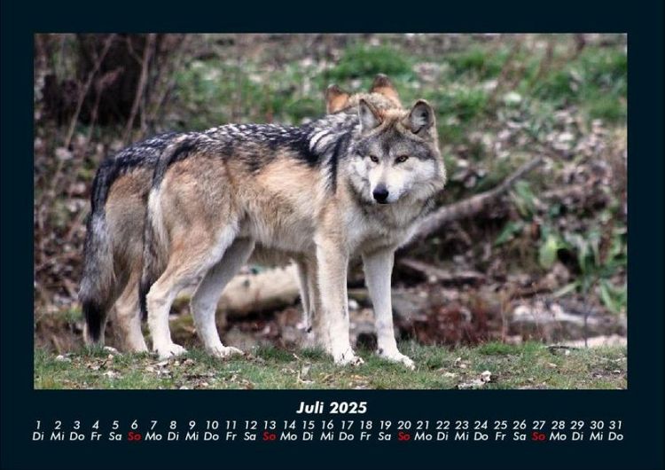 Produktbild: Der Tierkalender 2025 Fotokalender DIN A4