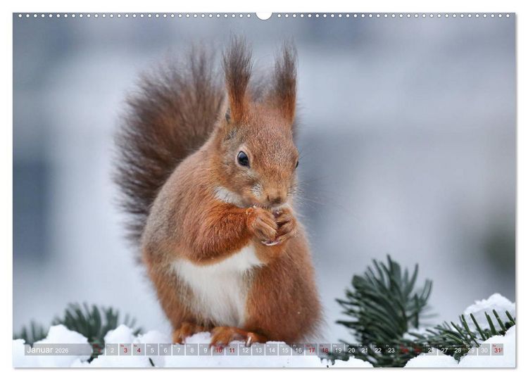 Produktbild: Eichh&ouml;rnchen in zauberhaften Posen (Wandkalender 2026 DIN A2 quer), CALVENDO Monatskalender