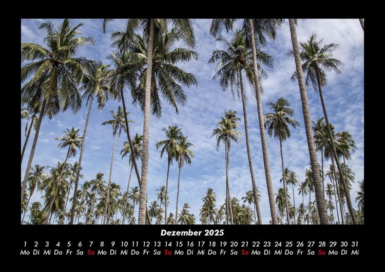Produktbild: Palmentraum 2025 Fotokalender DIN A3