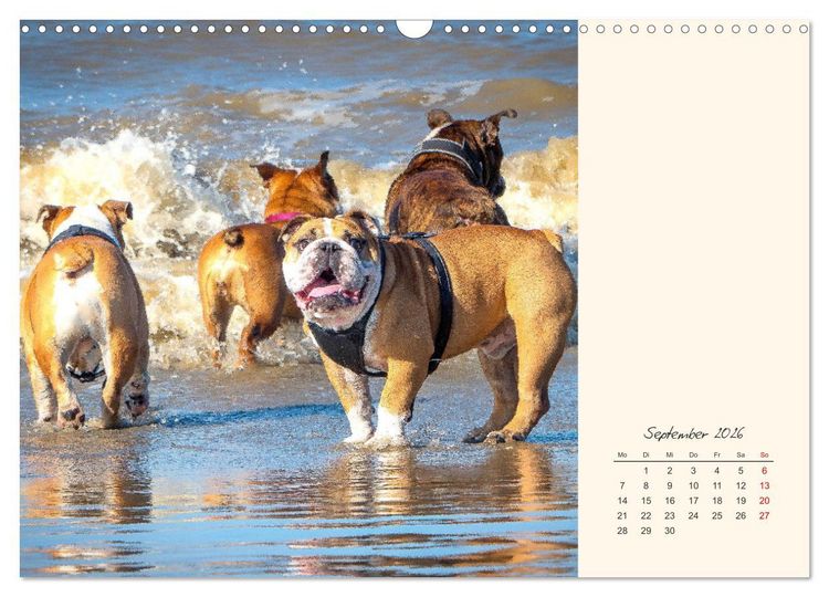 Produktbild: Dicke Freunde. Englische Bulldoggen (Wandkalender 2026 DIN A3 quer), CALVENDO Monatskalender