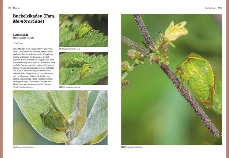 Produktbild: Das gro&szlig;e BLV Handbuch Insekten