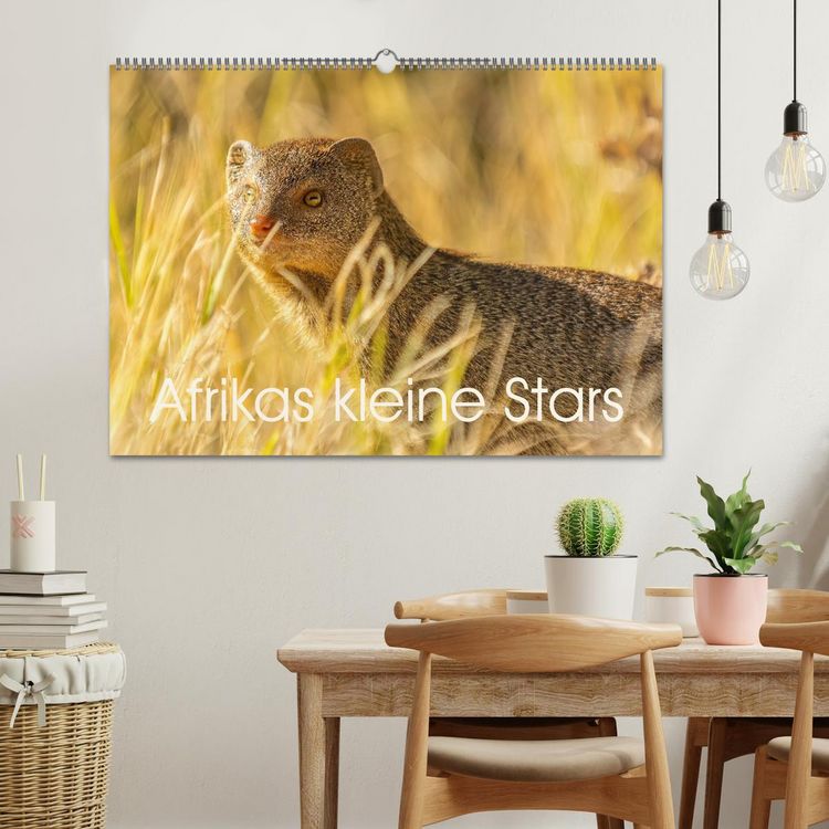 Produktbild: Afrikas kleine Stars (Wandkalender 2026 DIN A2 quer), CALVENDO Monatskalender