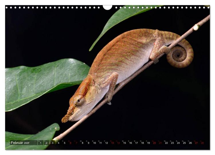 Produktbild: Reptilien auf Madagaskar (Wandkalender 2027 DIN A3 quer), CALVENDO Monatskalender